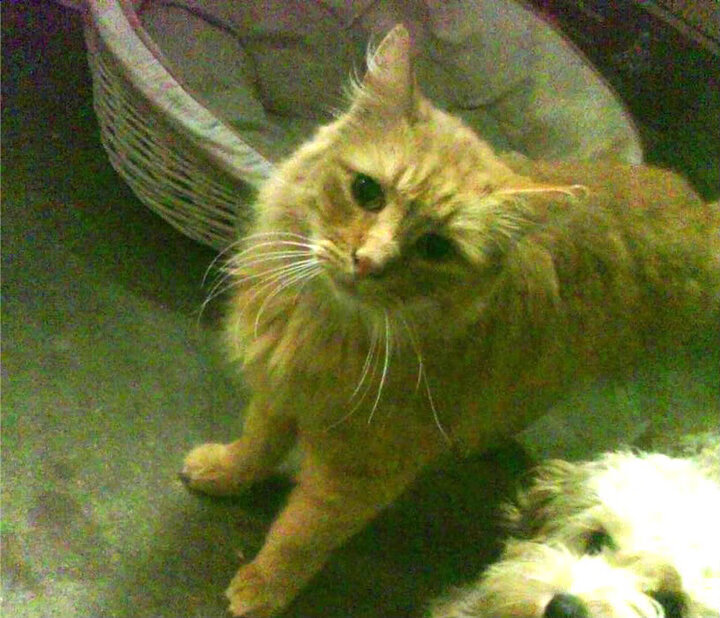 爱游戏-独行侠的胜利公式，当轻取成为艺术，带队即是哲学