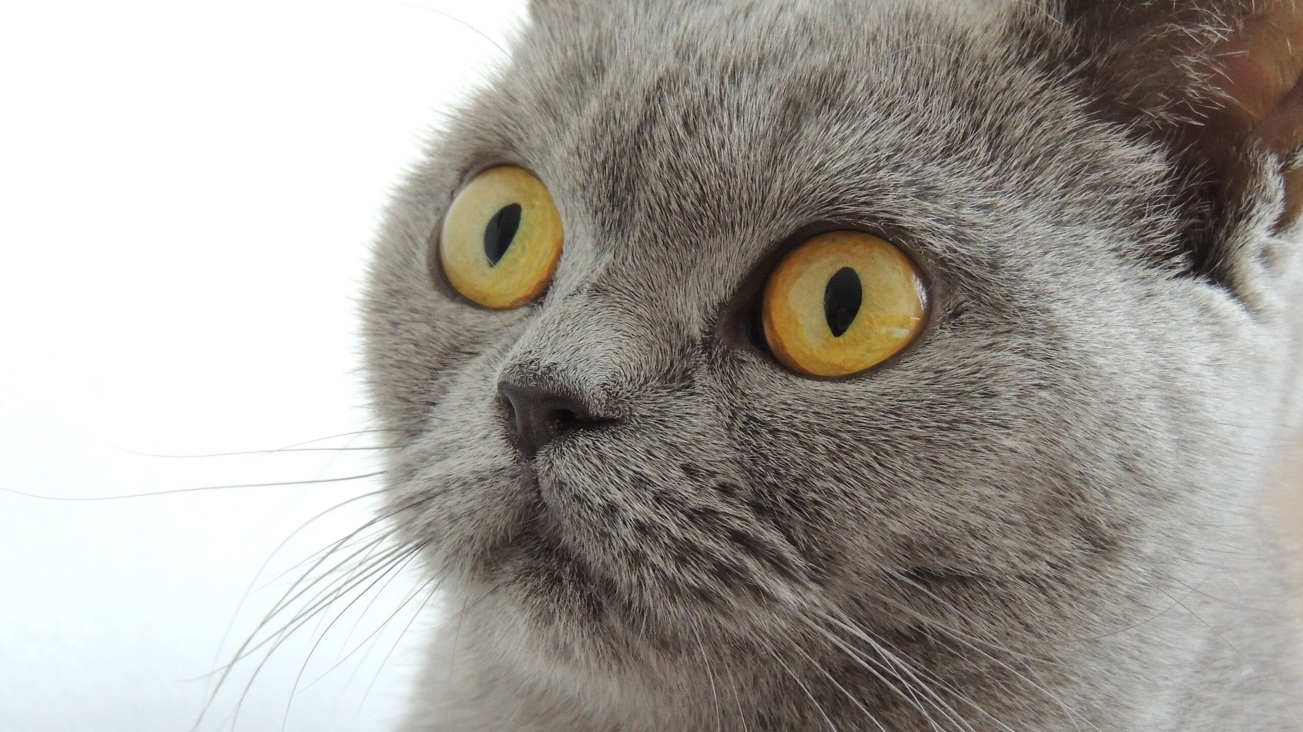 爱游戏官方入口-从温布利绝杀到伊蒂哈德惊雷，当压力成为巨星的画布