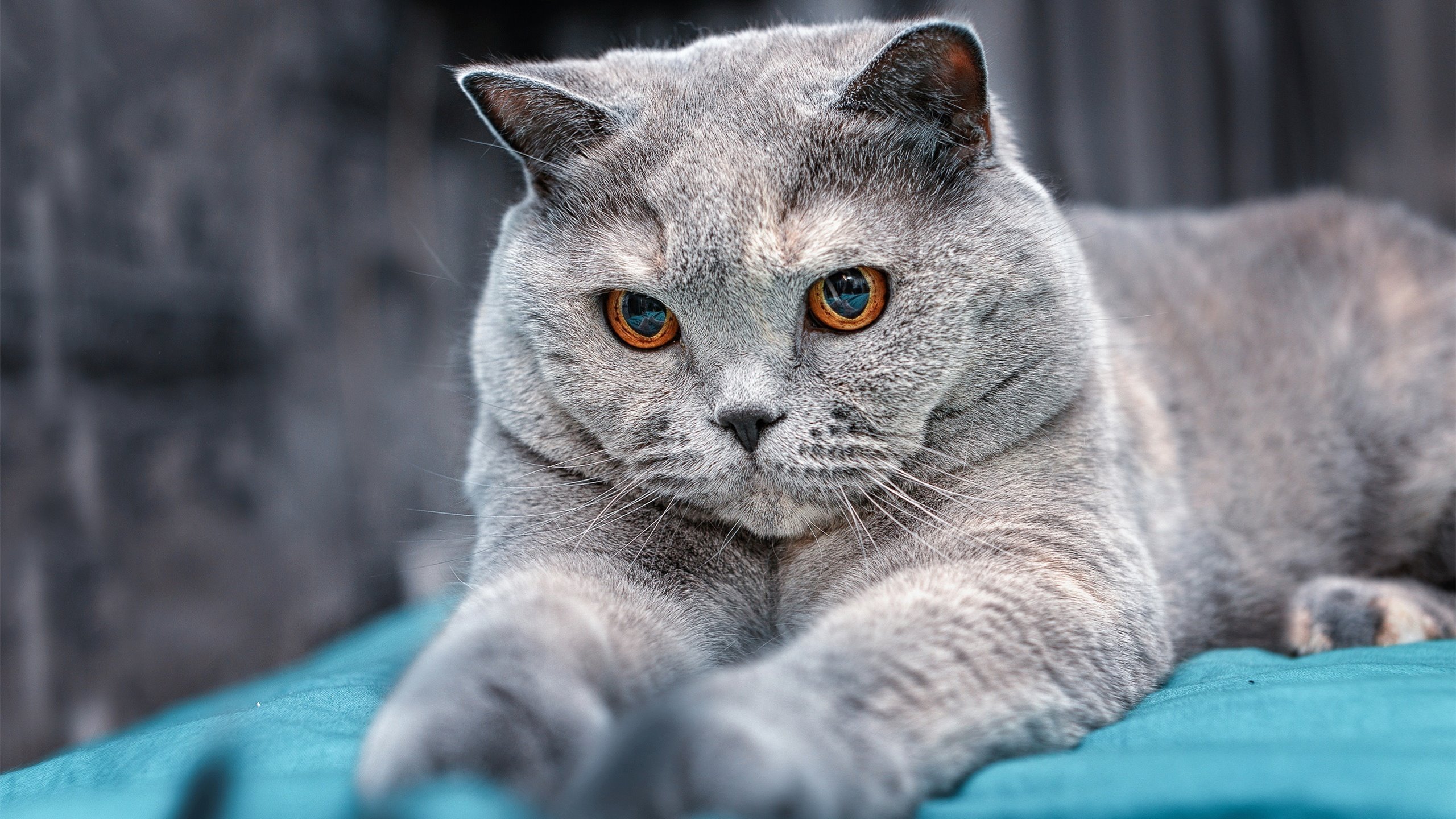 唯一之战，梅德韦杰夫在拉沃尔杯刷新纪录，美网之力铸就辉煌