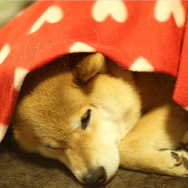 双喜临门，英格兰队大胜日本队，樊振东再创历史