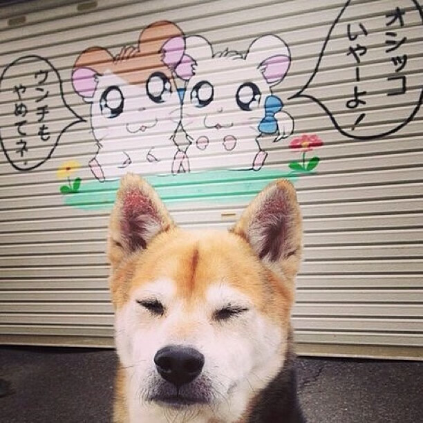 张本智和，以一记怒吼点燃赛场，日本队力克奥地利迎来转机