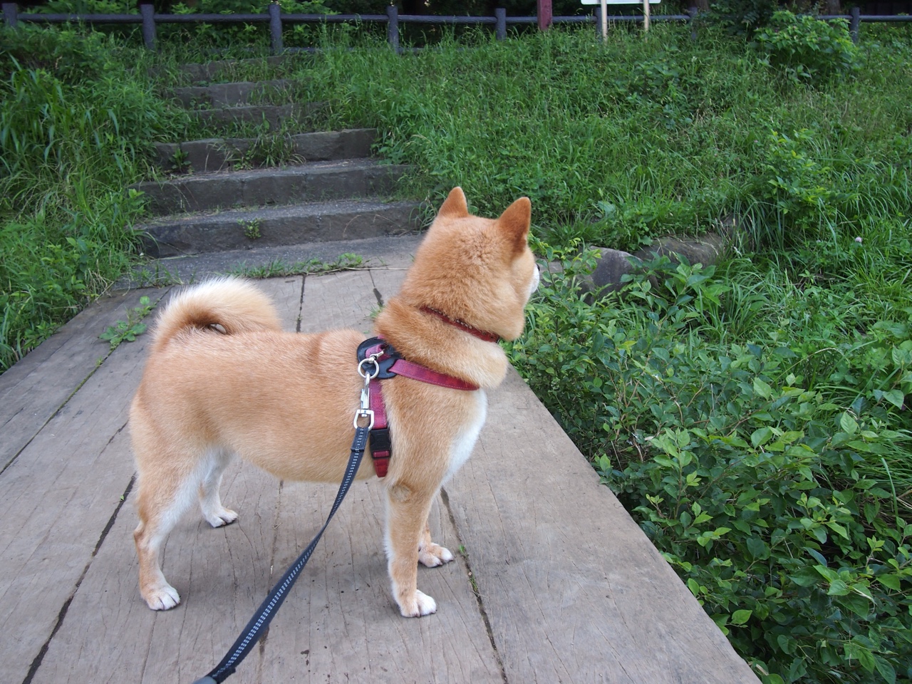 乌拉圭对阵苏格兰,凯恩一剑破雾,永恒瞬间定乾坤