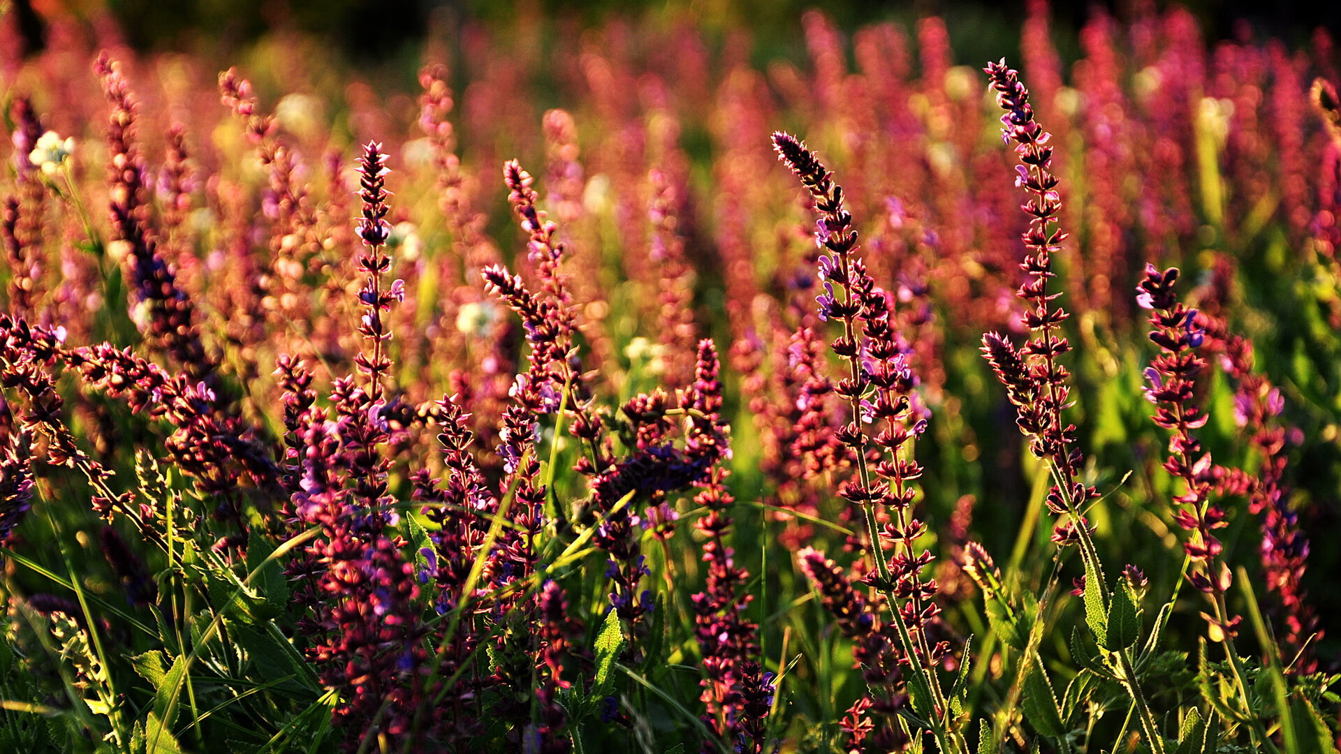 窒息牢笼与锋利手术刀，当灰熊锁死东契奇，范弗利特刺穿所有防守