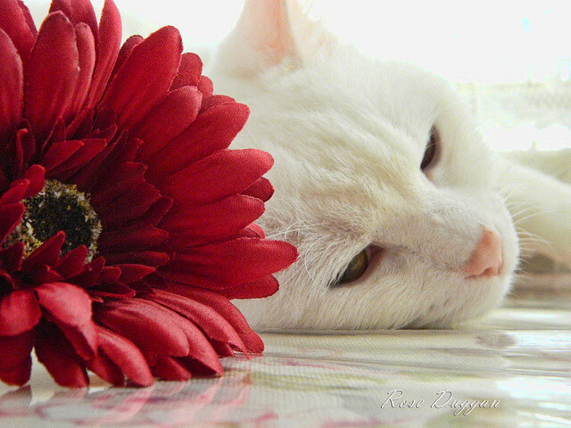 神锋交易与关键先生，现代足球的胜负手定律