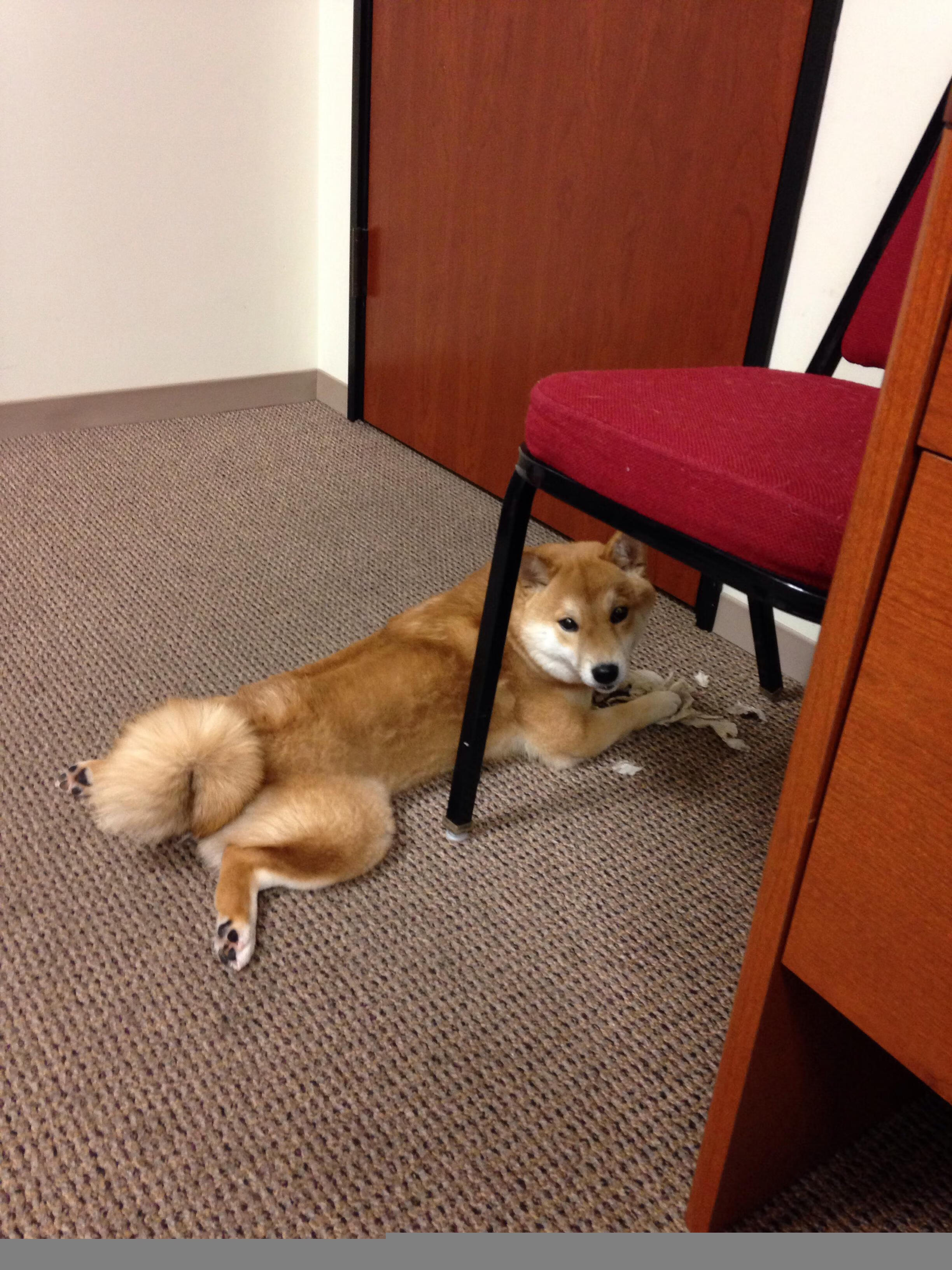 篮球双雄记，上海队生死战逆转雄鹿，布克欧冠淘汰赛独揽乾坤