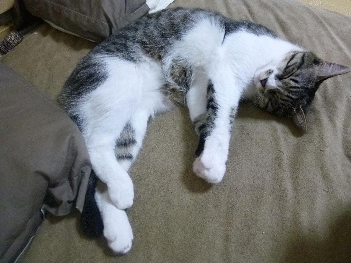 北非雄狮撼动绿茵，突尼斯关键战突围爱尔兰，德布劳内化身决胜密钥