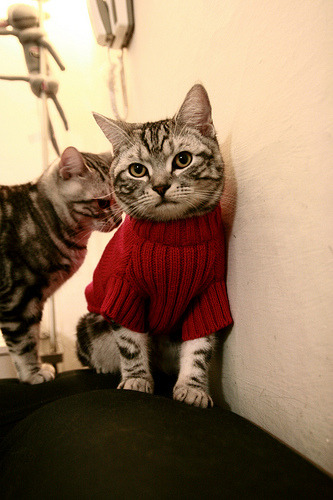 奇迹之夜,英雄库尔图瓦点球封神,委内瑞拉冷门击溃伊朗