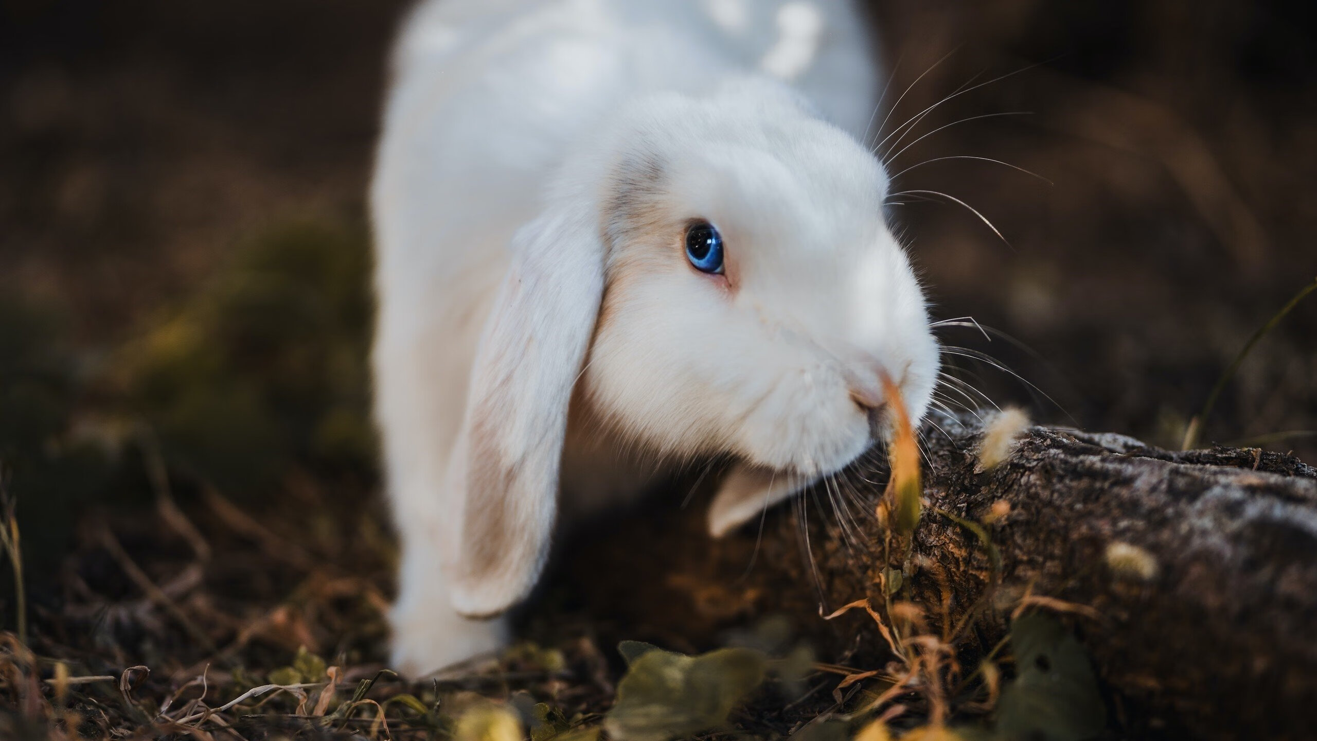 爱游戏在线-当掘金真的踏平鹈鹕时，欧文在哪里？