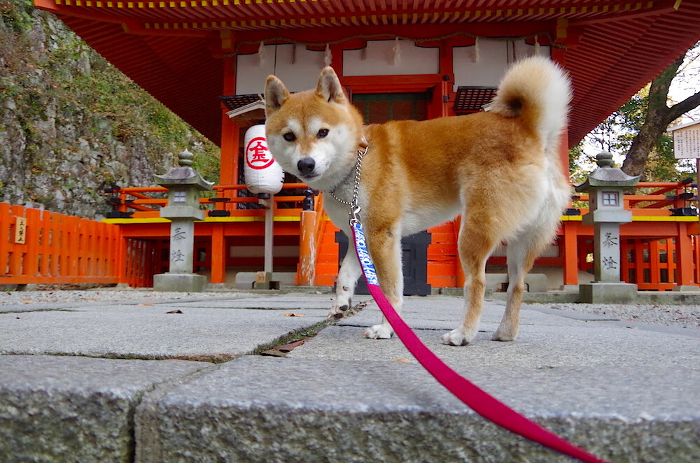 从阴影到光芒,卢卡库如何在一个夜晚完成自我救赎与王朝加冕