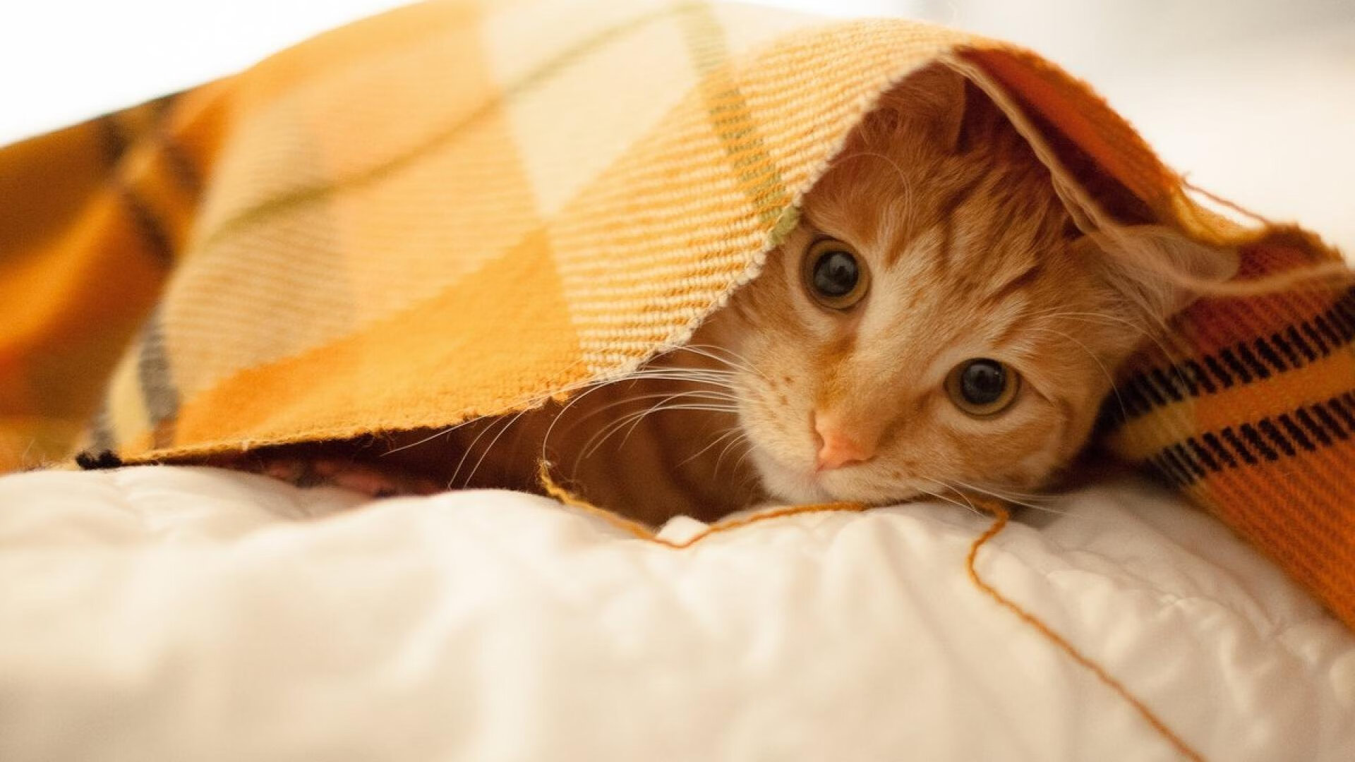 时空为他聚焦，美加墨之夜，恩佐如何成为天选之子