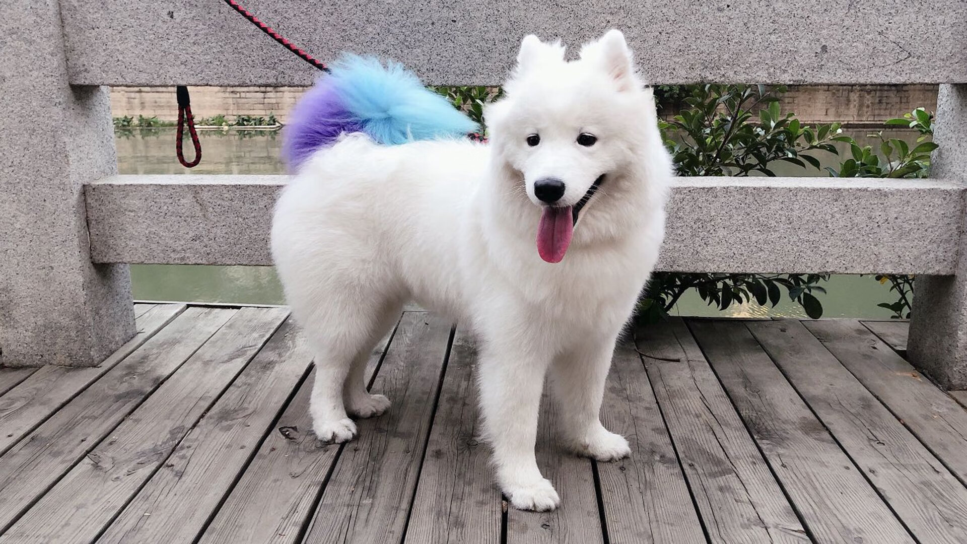 爱游戏APP-当森林狼咬碎爵士，武切维奇在欧洲接管比赛，赢下世界的方式