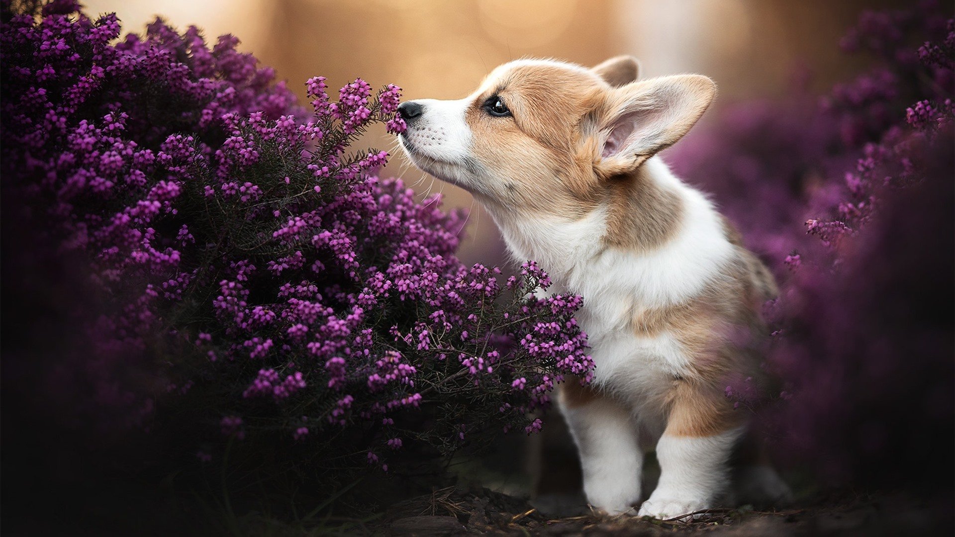 烽火绿茵，乌克兰3-0碾压芬兰，京多安大师级掌控引爆全场