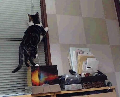 爱游戏下载-冷雨夜，洛城！爵士疯狂爆冷背后，竟是利拉德导演的一场戏？