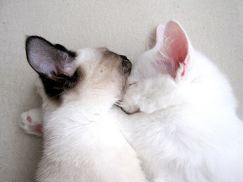 爱游戏体育-宿命的转折点，哈兰德满分封神与荷兰的窒息末节