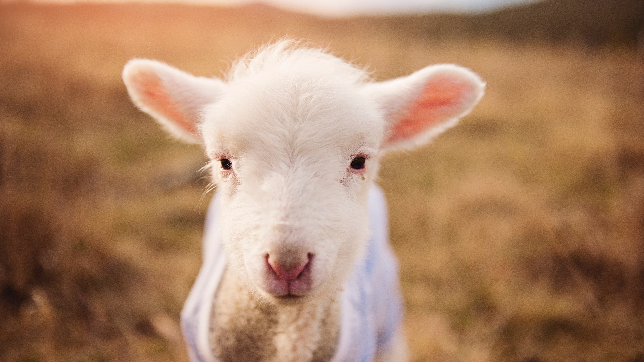 爱游戏官方-马丁内利闪耀时刻，英格兰在年度焦点战中绝杀爱尔兰