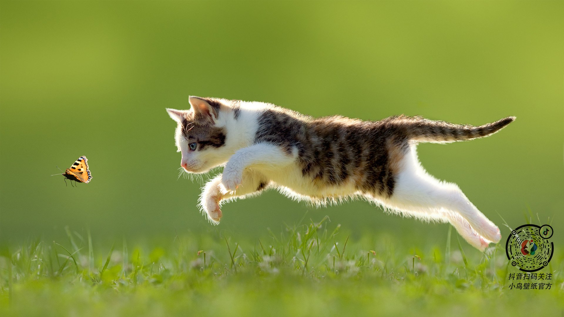 三秒区孤岛，小贾伦如何让掘金的进攻体系瞬间坍塌