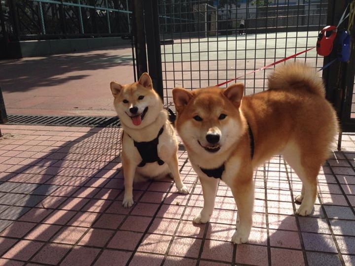 爱游戏-跨越洲际的绿茵风暴，马德里竞技如何代表西班牙斩落几内亚