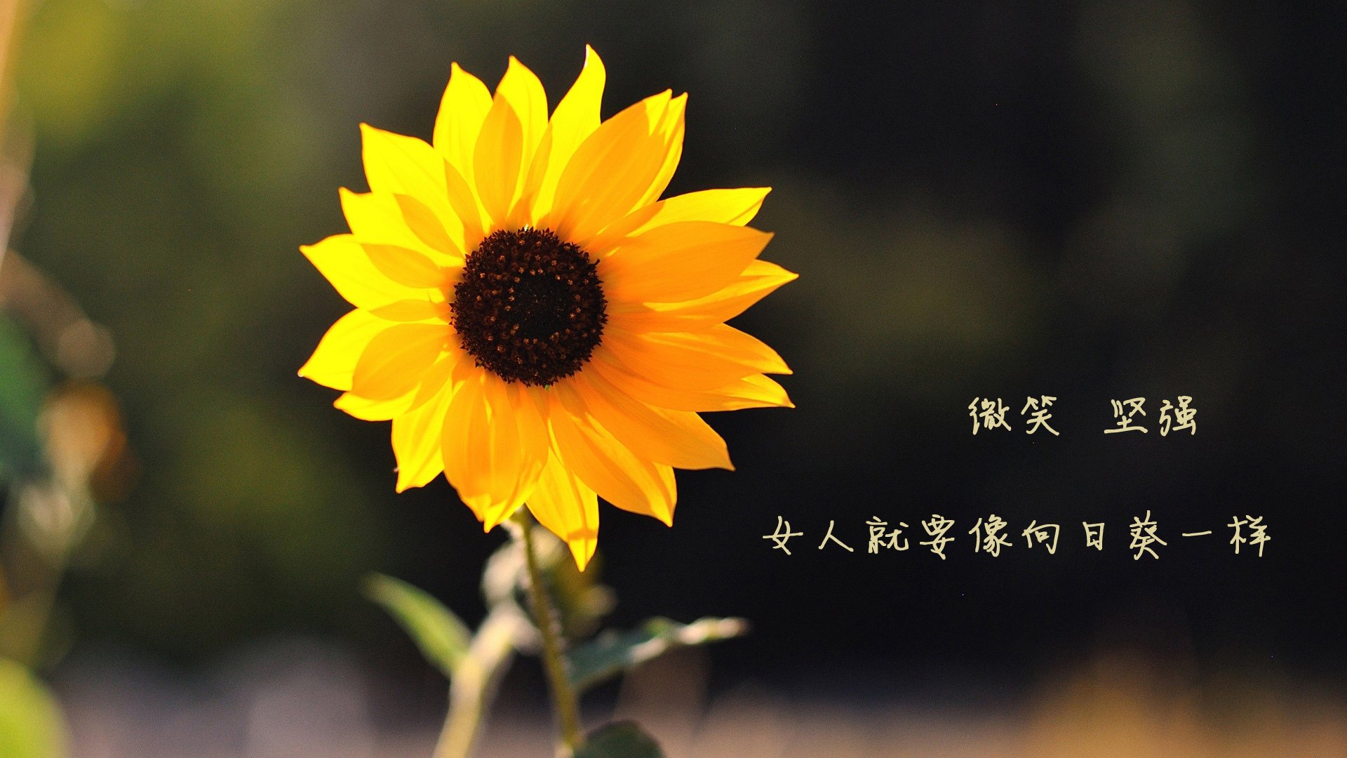 爱游戏体育-德布劳内的魔法时刻，2026世界杯A组，罗马尼亚与印度上演史诗对决
